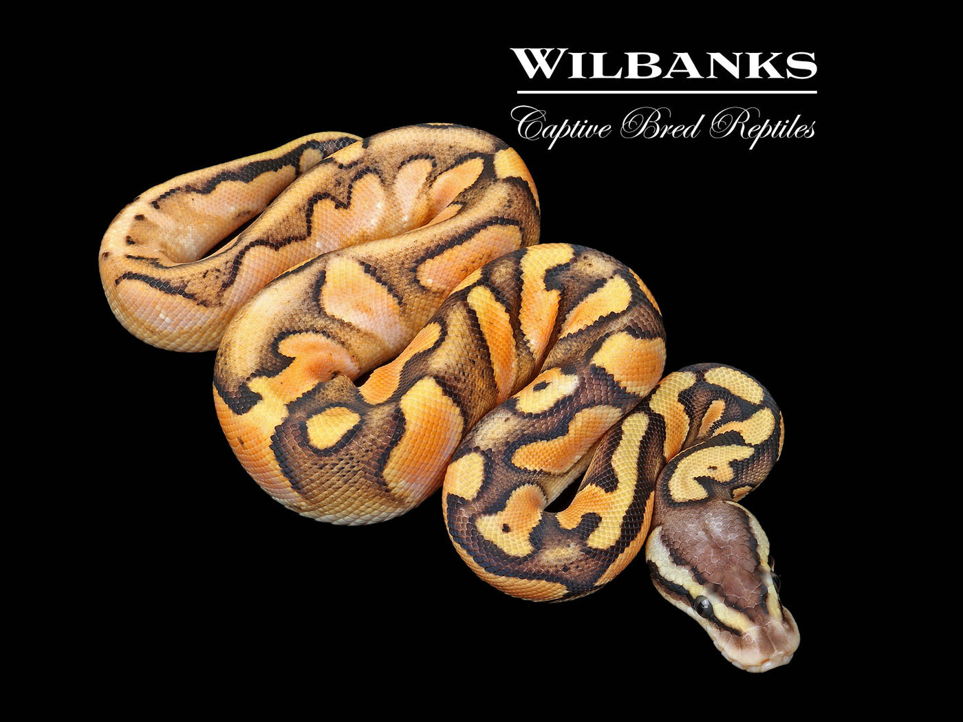 Orange Dream Pastel Enchi Sugar Ball Python ♂ '25