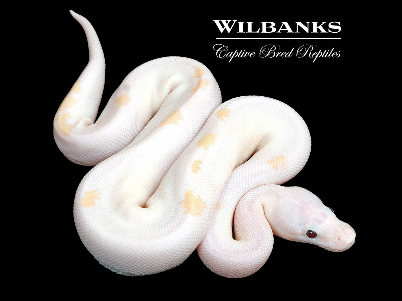 Banana Super Fire Ball Python ♂ '25