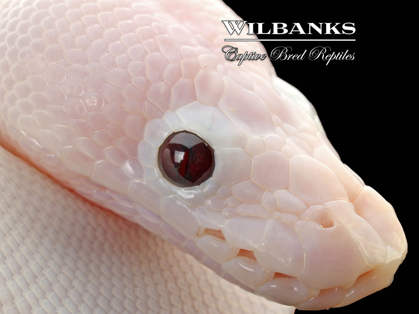 Banana Super Fire Ball Python ♂ '25