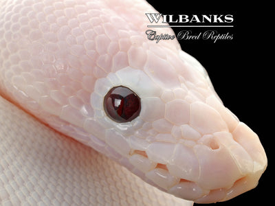 Banana Super Fire Ball Python ♂ '25