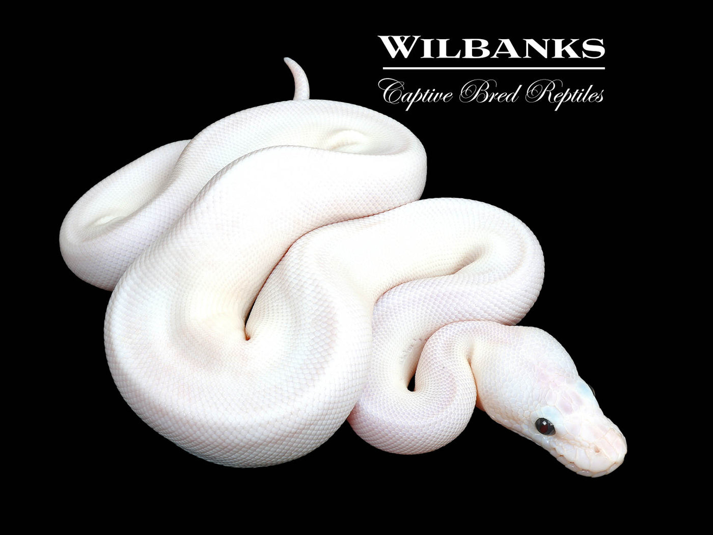 Super Fire Ball Python ♀ '25