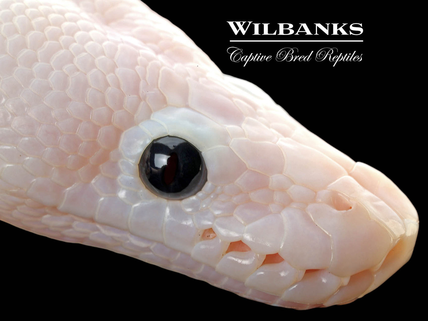 Super Fire Ball Python ♀ '25