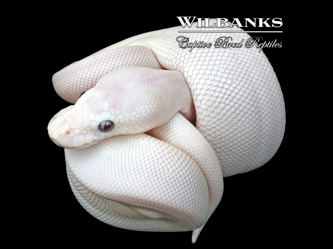 Blue Eyed Leucistic (Mojave Butter) Ball Python ♂ '25