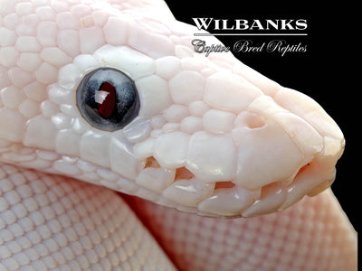 Blue Eyed Leucistic (Mojave Butter) Ball Python ♂ '25
