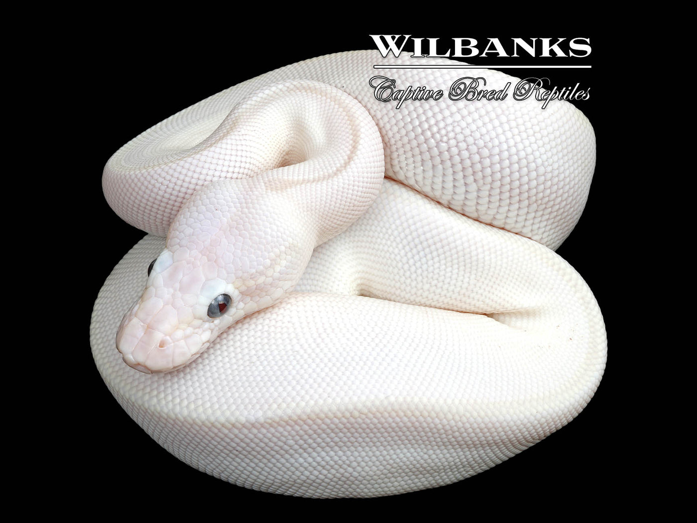 Blue Eyed Leucistic (Mojave Butter) Ball Python ♀ '25