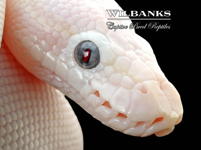 Blue Eyed Leucistic (Mojave Butter) Ball Python ♀ '25