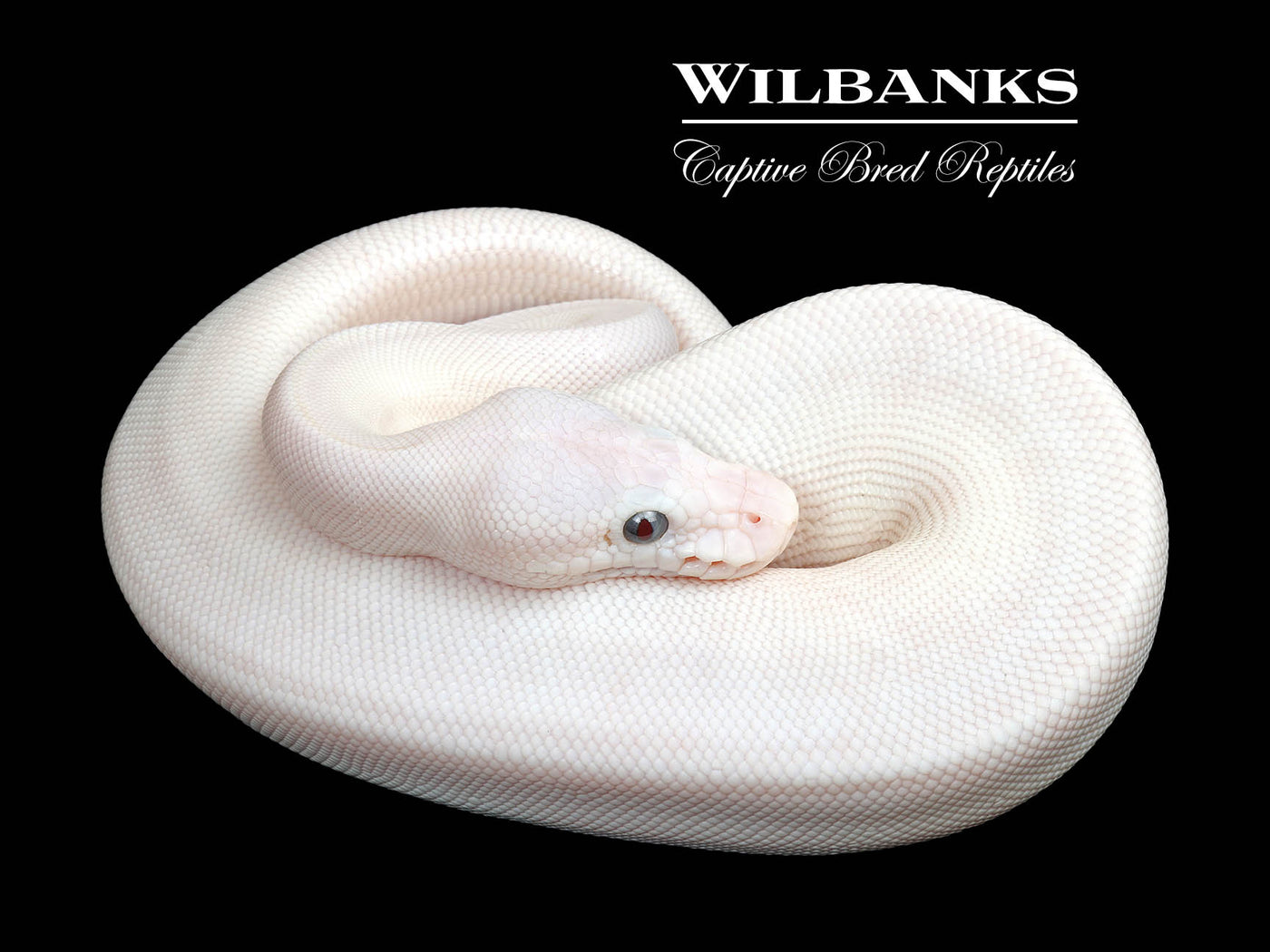 Blue Eyed Leucistic (Mojave Butter) Ball Python ♀ '25