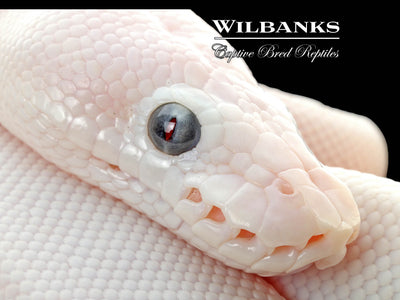 Blue Eyed Leucistic (Mojave Butter) Ball Python ♀ '25