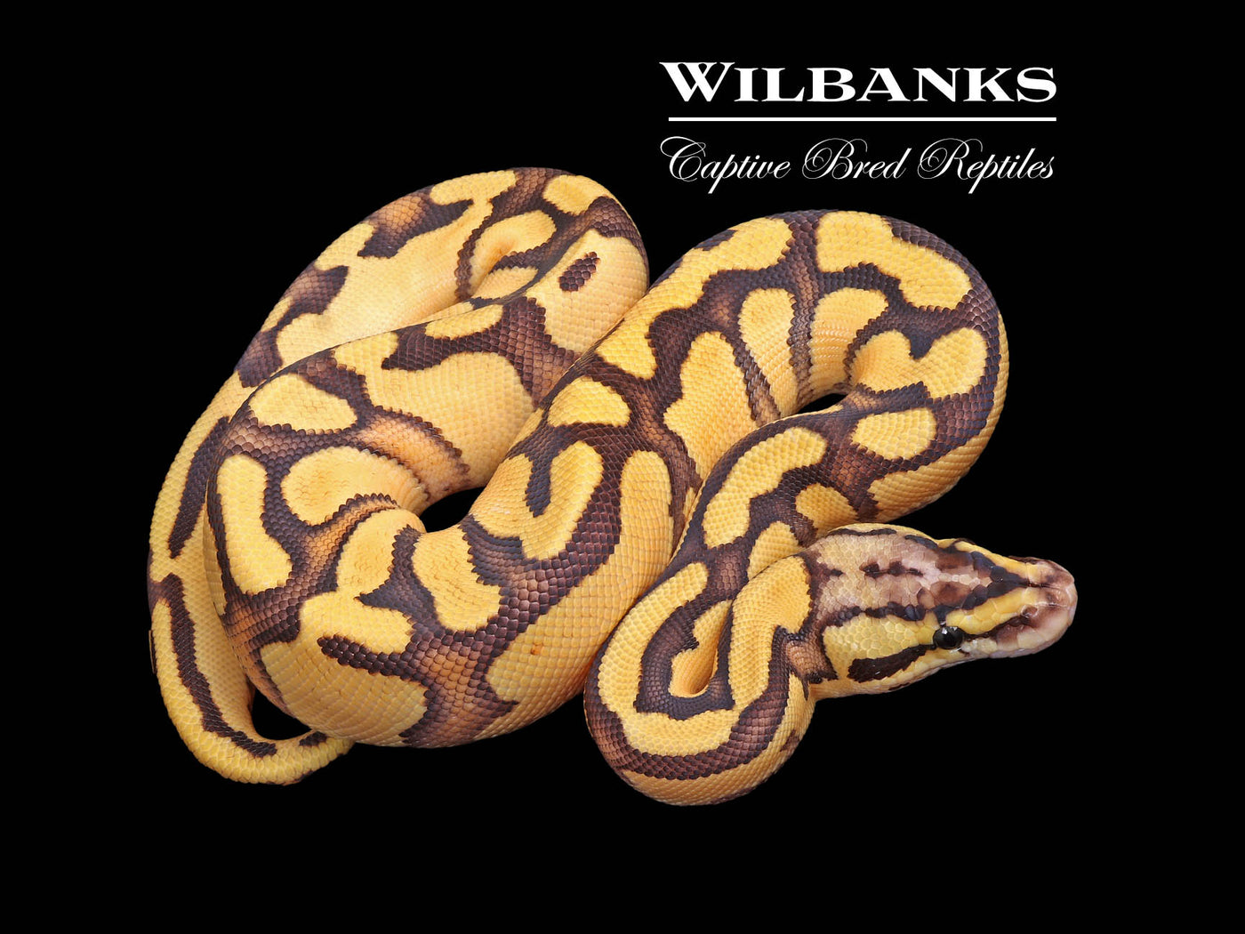 FireFly Enchi 100% Het. Clown Ball Python ♂ '25
