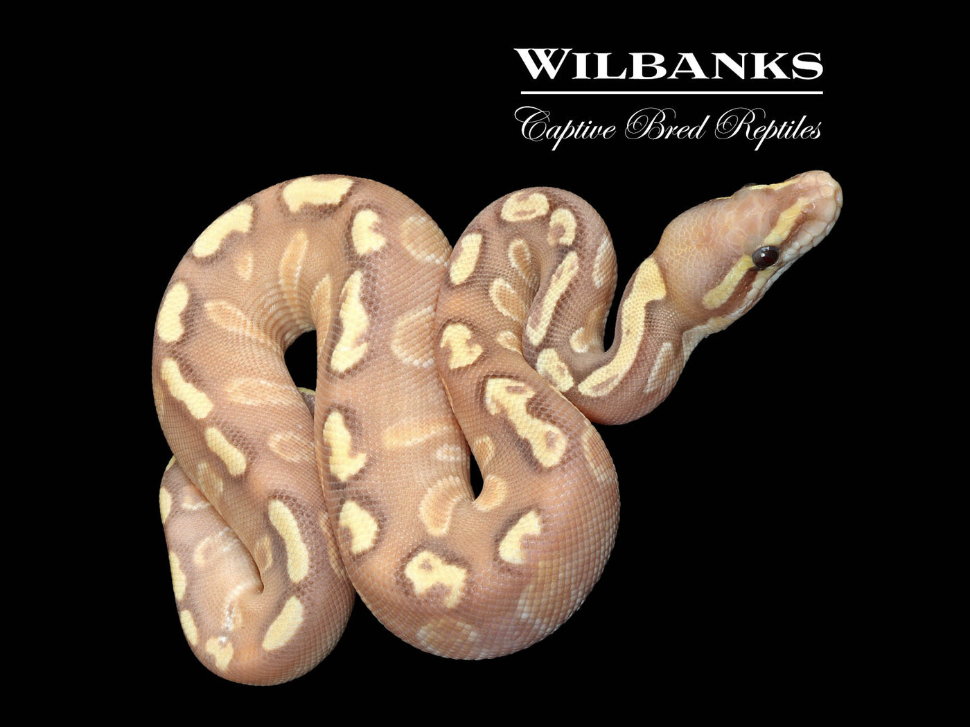 GHI Mojave Banana 100% Het. Clown Ball Python ♂ '25