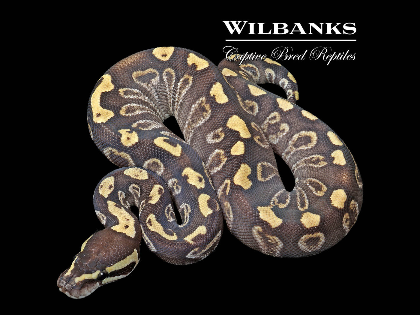 Mojave GHI 100% Het. Clown Ball Python ♀ '25