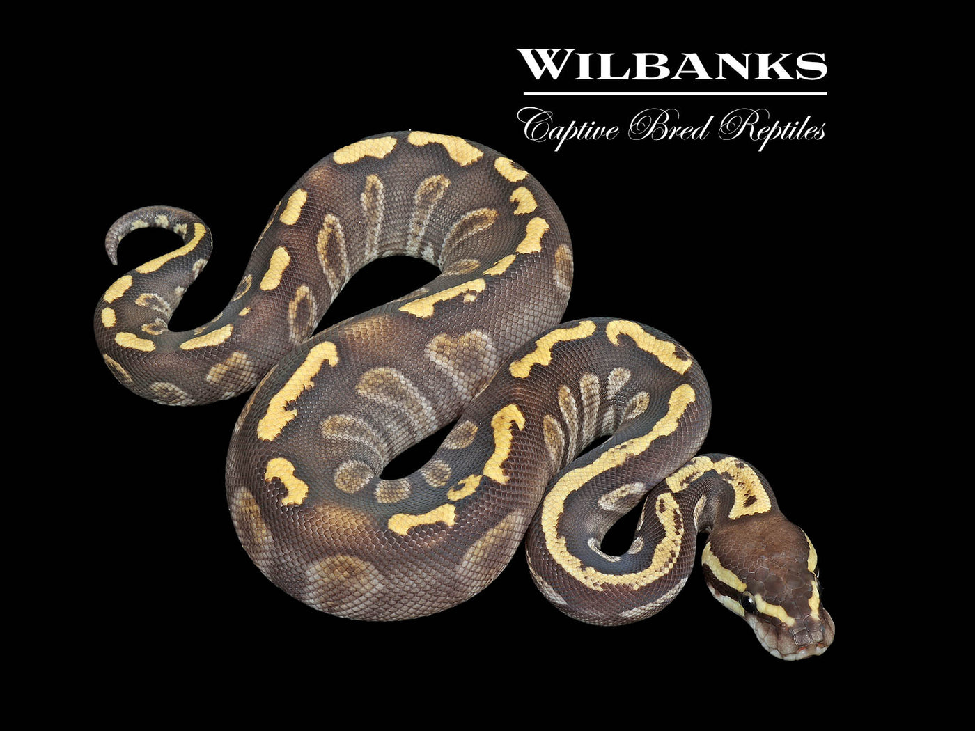 Mojave GHI 100% Het. Clown Ball Python ♀ '25