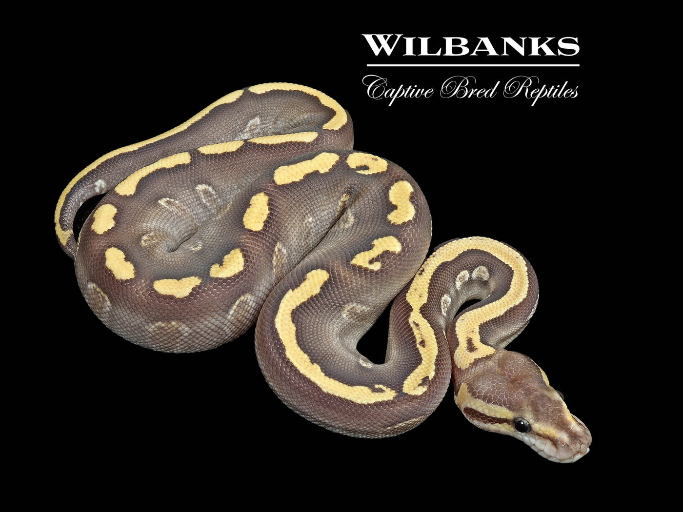 Mojave GHI Fire 100% Het. Clown Ball Python ♀ '25