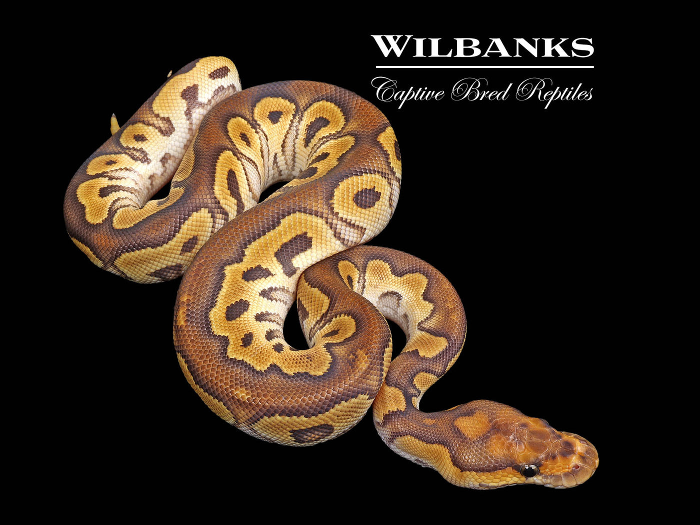 Mojave Clown Ball Python ♀ '25