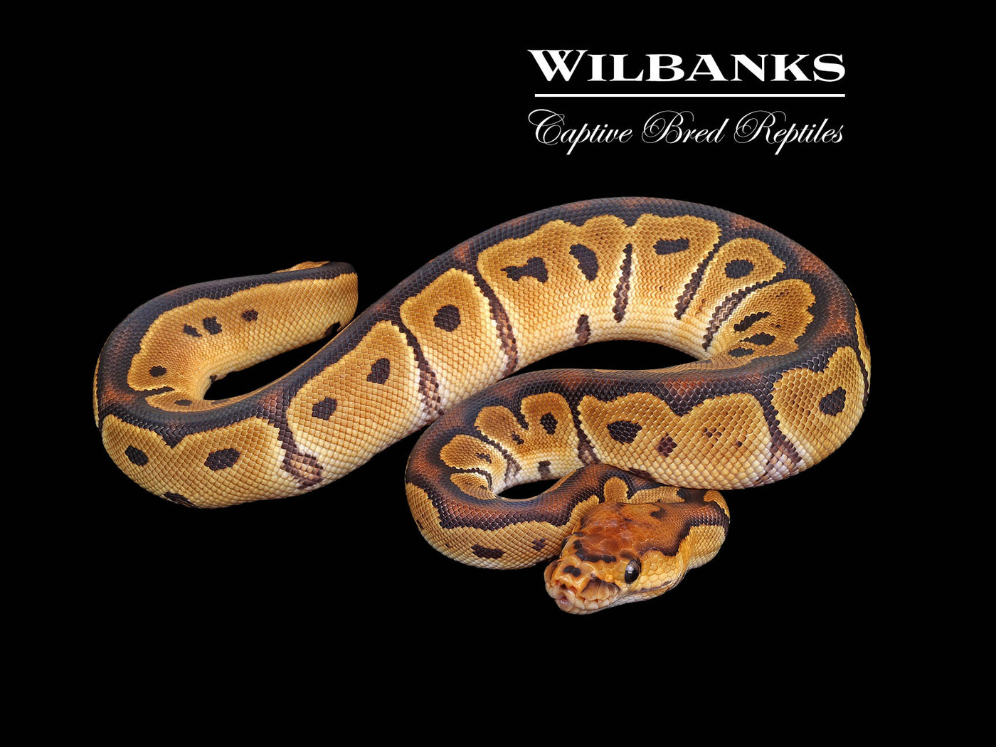 Clown Ball Python ♀ '25
