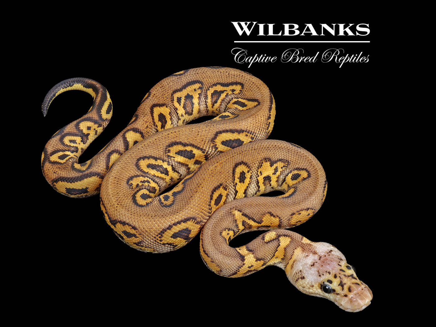 Stranger Pastel Clown 100% Het. Hypo Ball Python ♂ '25
