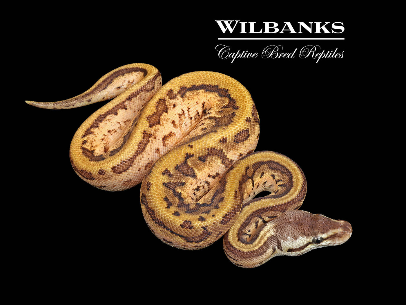 Enchi Leopard Sugar Pinstripe Ball Python ♀ '25