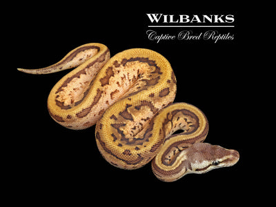 Enchi Leopard Sugar Pinstripe Ball Python ♀ '25