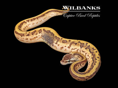 Enchi Leopard Sugar Pinstripe Ball Python ♀ '25