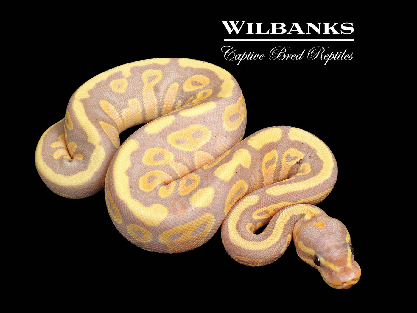 Banana Mahogany Ball Python ♀ '25