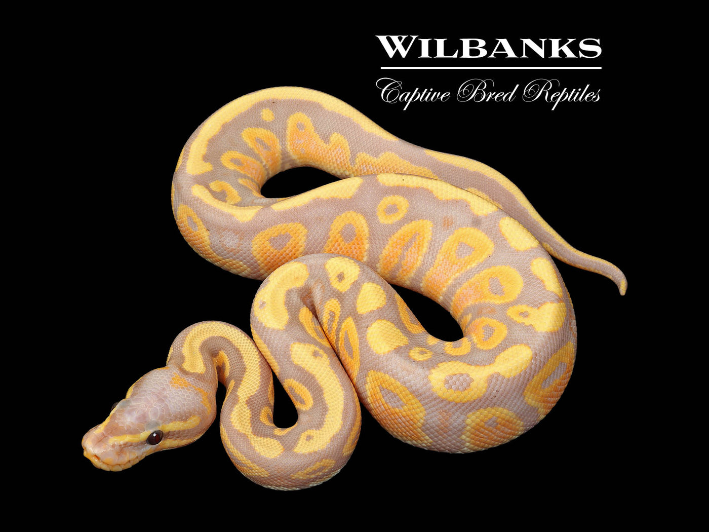 Banana Mahogany 100% Het. Pied Ball Python ♂ '25
