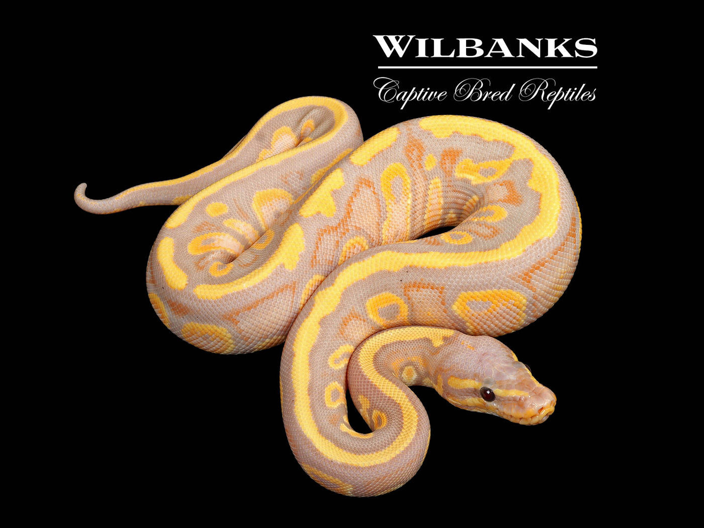 Banana Mahogany 100% Het. Pied Ball Python ♂ '25