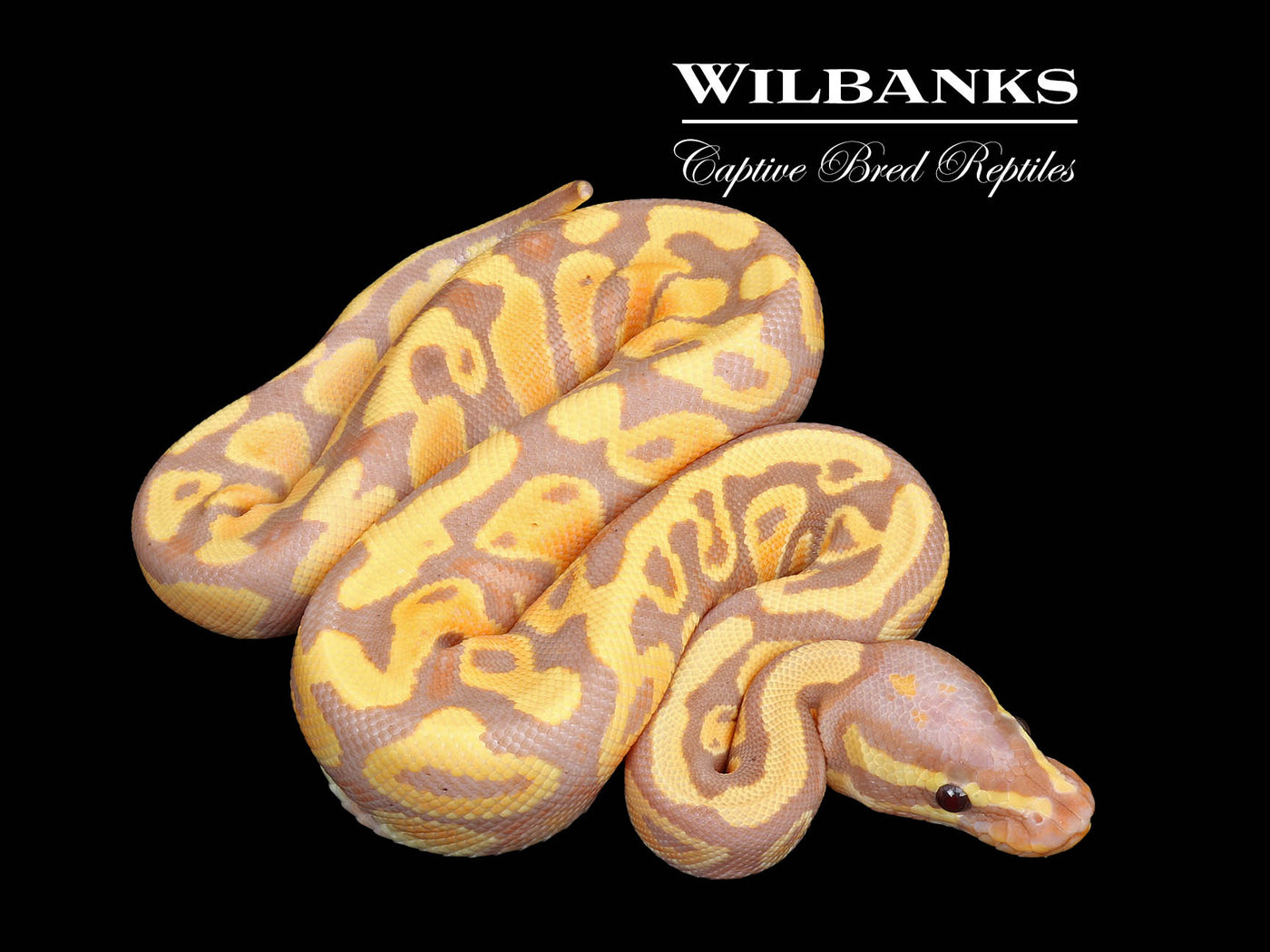Banana 100% Het. Pied Ball Python ♂ '25