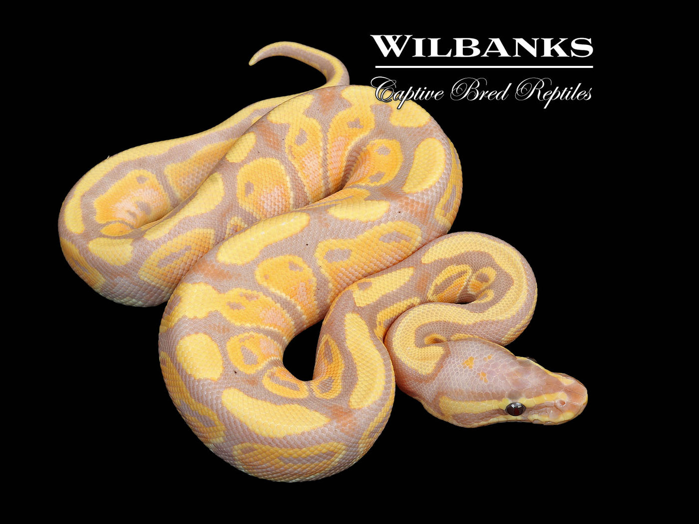 Banana 100% Het. Pied Ball Python ♂ '25