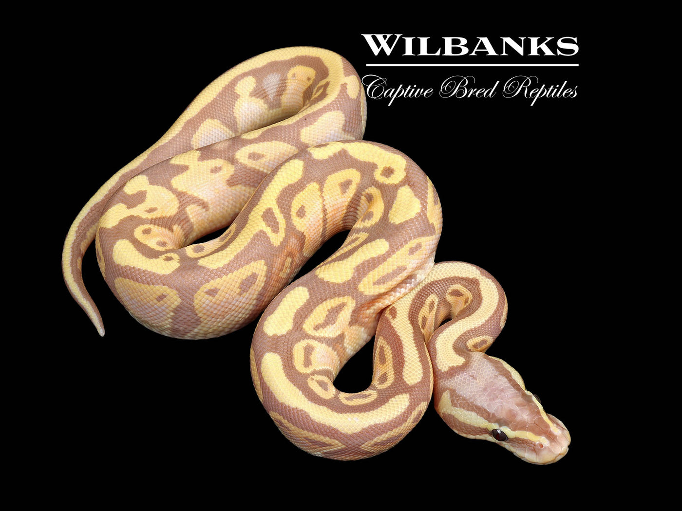 Banana Pastel 100% Het. Pied Ball Python ♂ '25