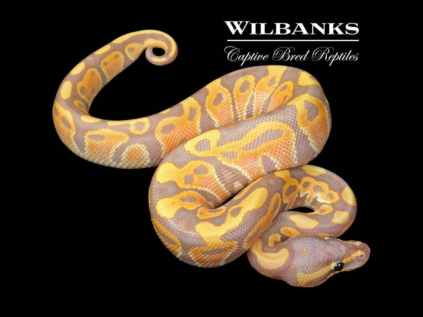 Banana 100% Het. Clown Ball Python ♂ '25
