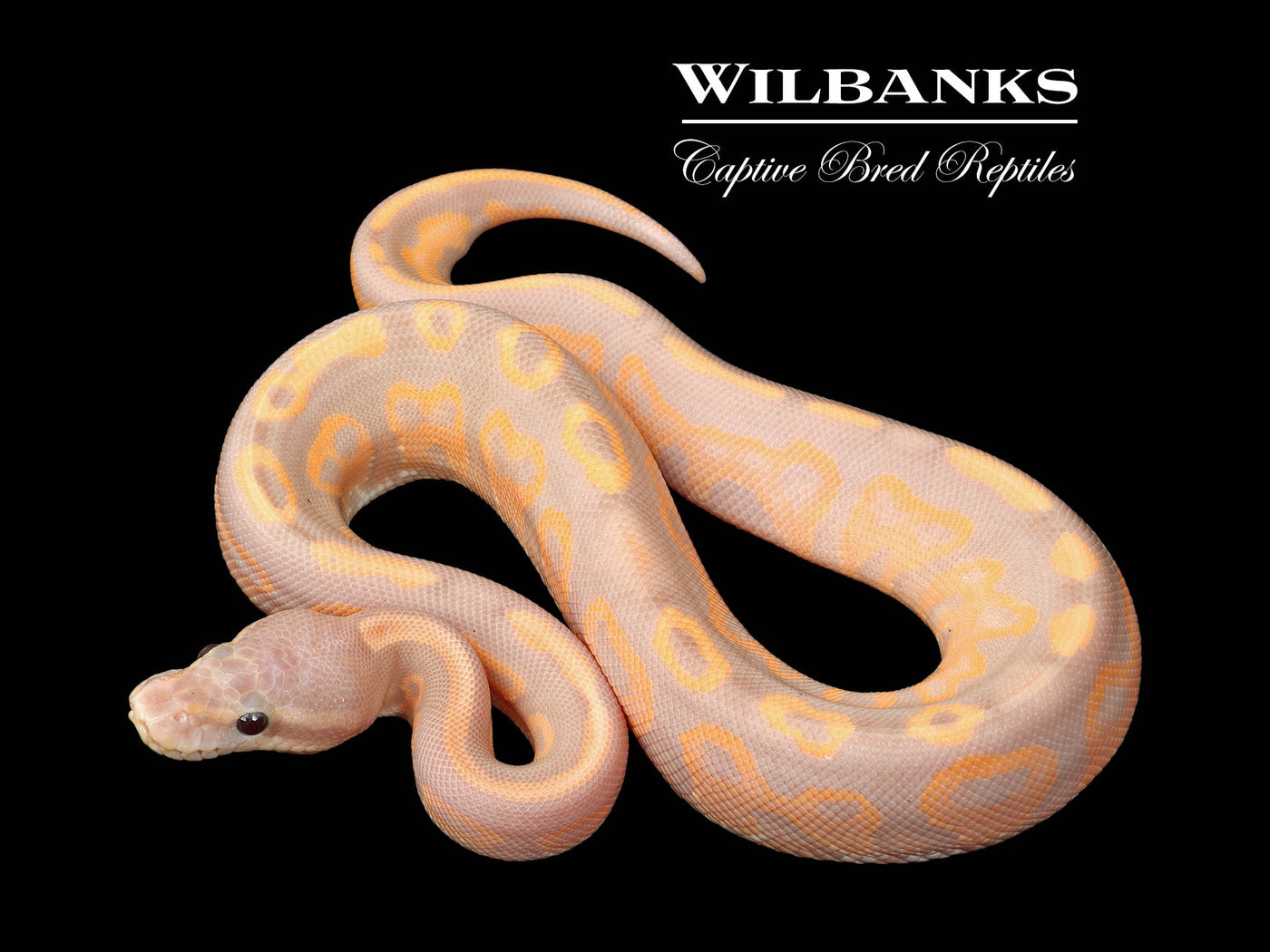 Banana Cinnamon Ball Python ♂ '25
