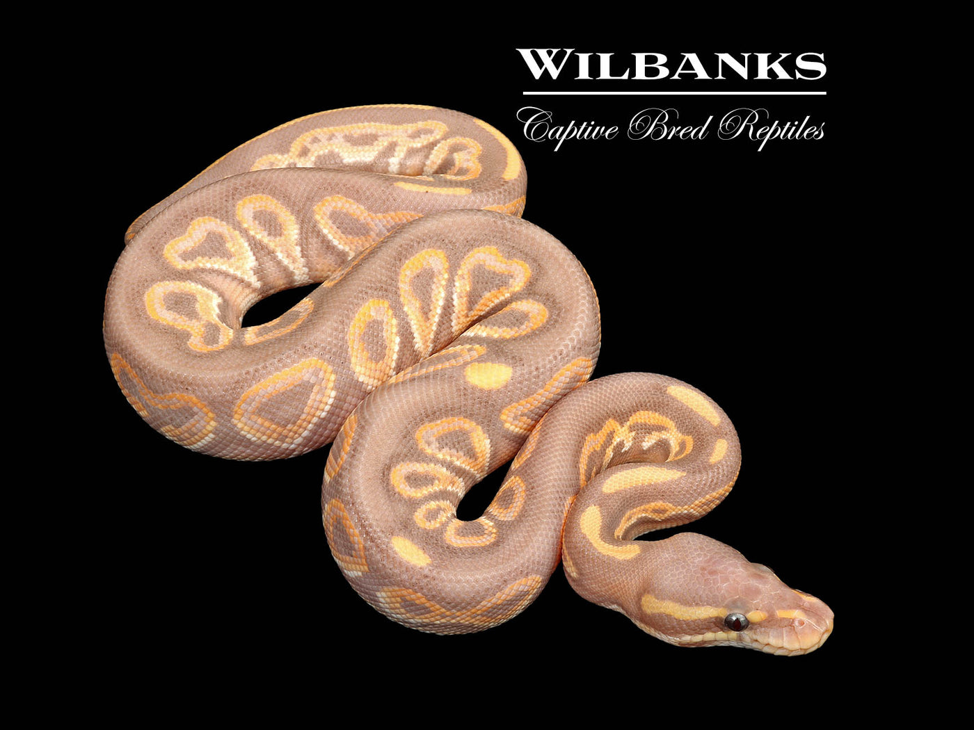 Banana Cinnamon Ball Python ♂ '25