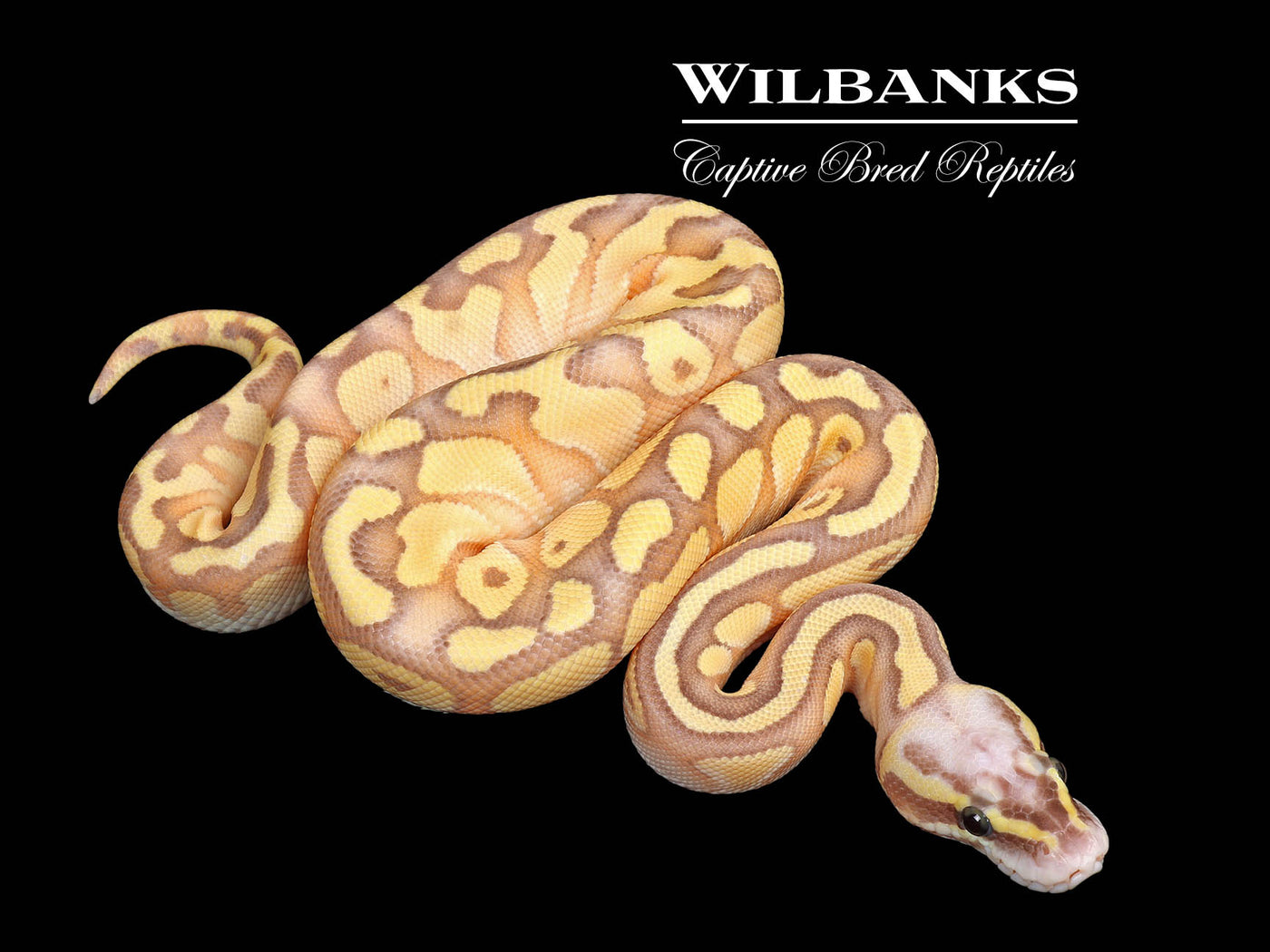 Banana Pastel Butter Enchi Yellow Belly Ball Python ♂ '25
