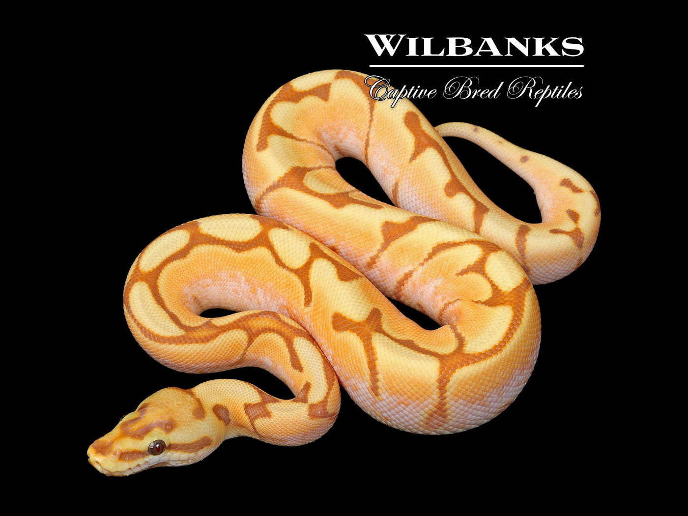 Banana Spider Ball Python ♂ '25