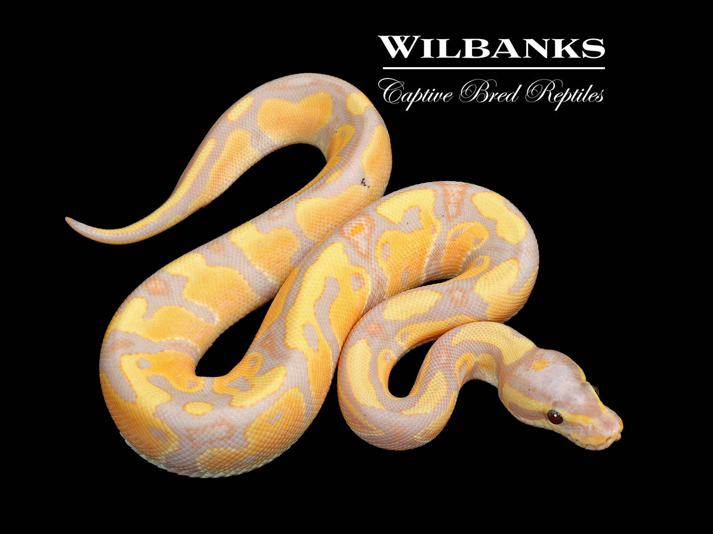 Banana Fire Ball Python ♂ '25