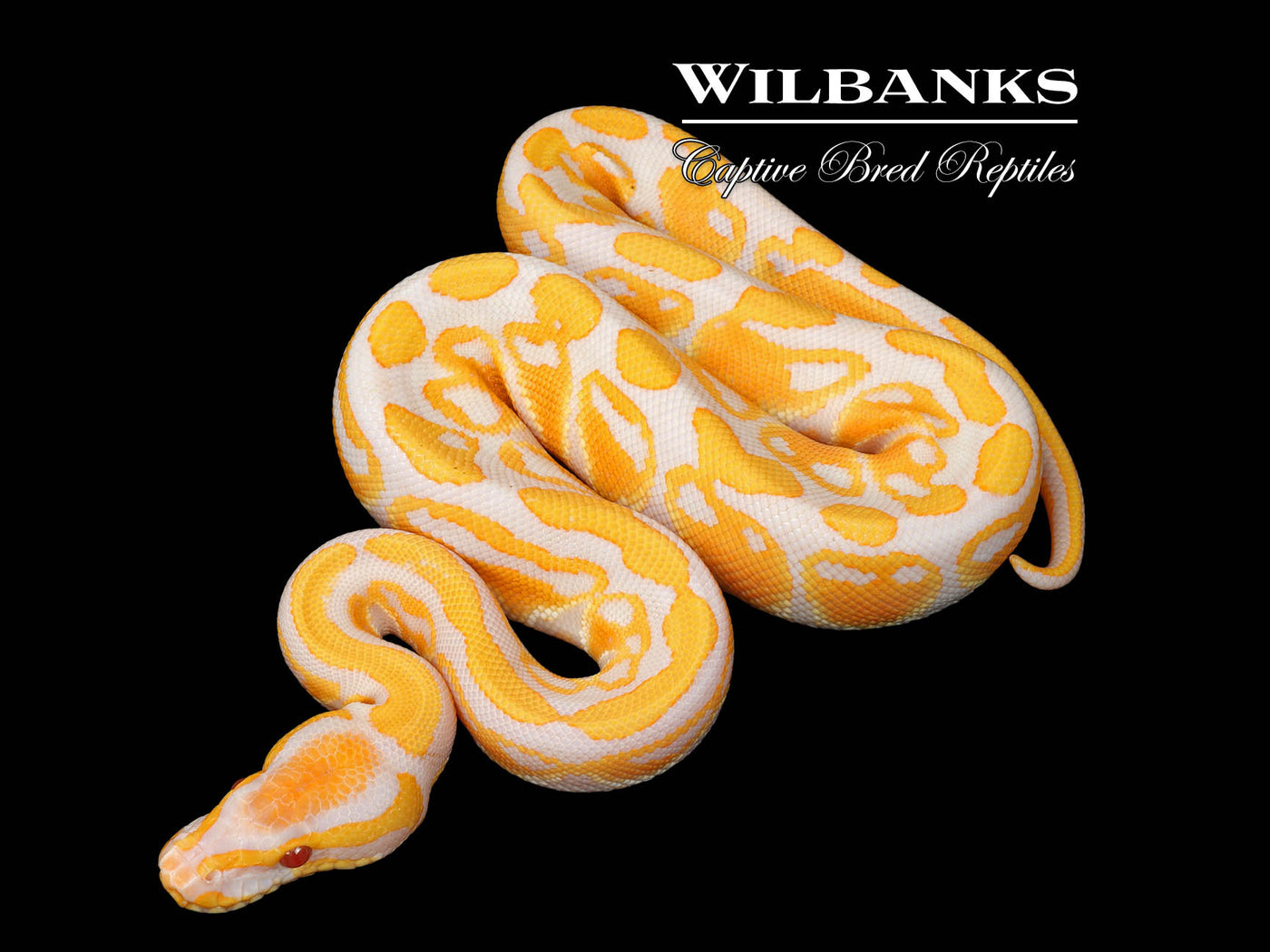 Lavender Albino Ball Python ♂ '25