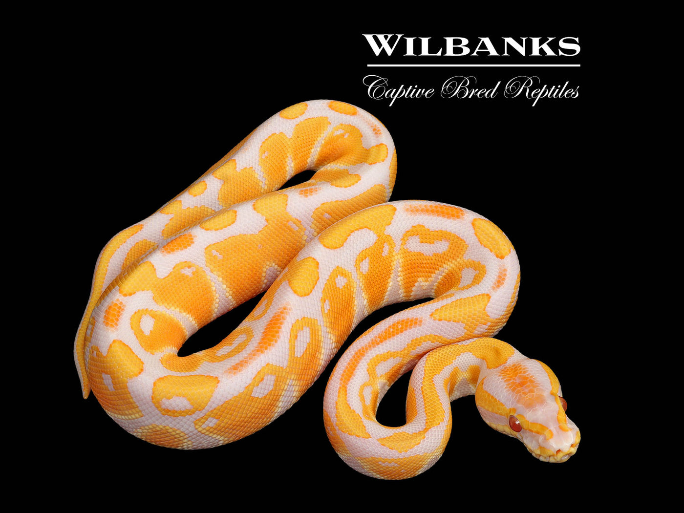 Lavender Albino Ball Python ♂ '25