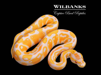 Lavender Albino Ball Python ♂ '25