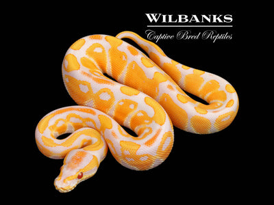 Lavender Albino Ball Python ♂ '25