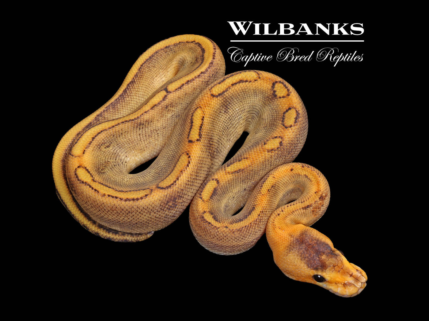 Champagne 100% Het. Lavender Ball Python ♀ '25