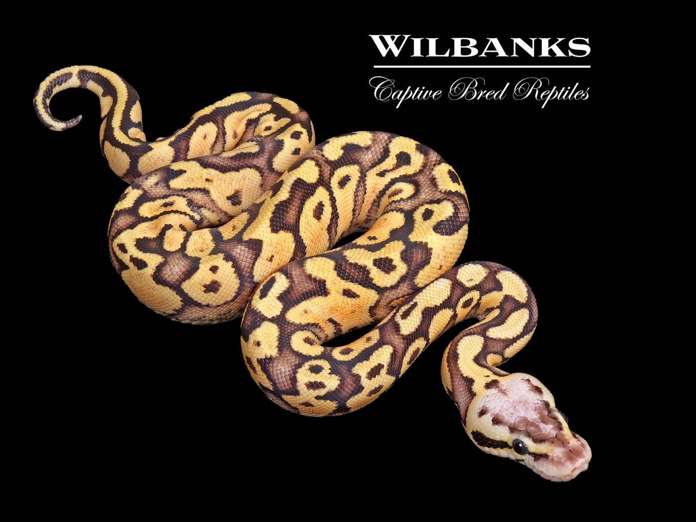 FireFly Asphalt Ball Python ♀ '25