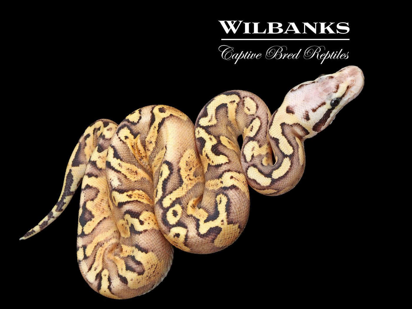 FireFly GHI Asphalt Ball Python ♀ '25