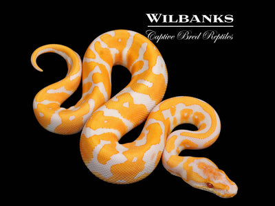 Lavender Enchi Confusion Ball Python ♂ '25