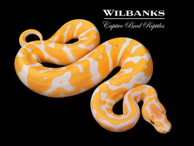 Lavender Enchi Confusion Ball Python ♂ '25