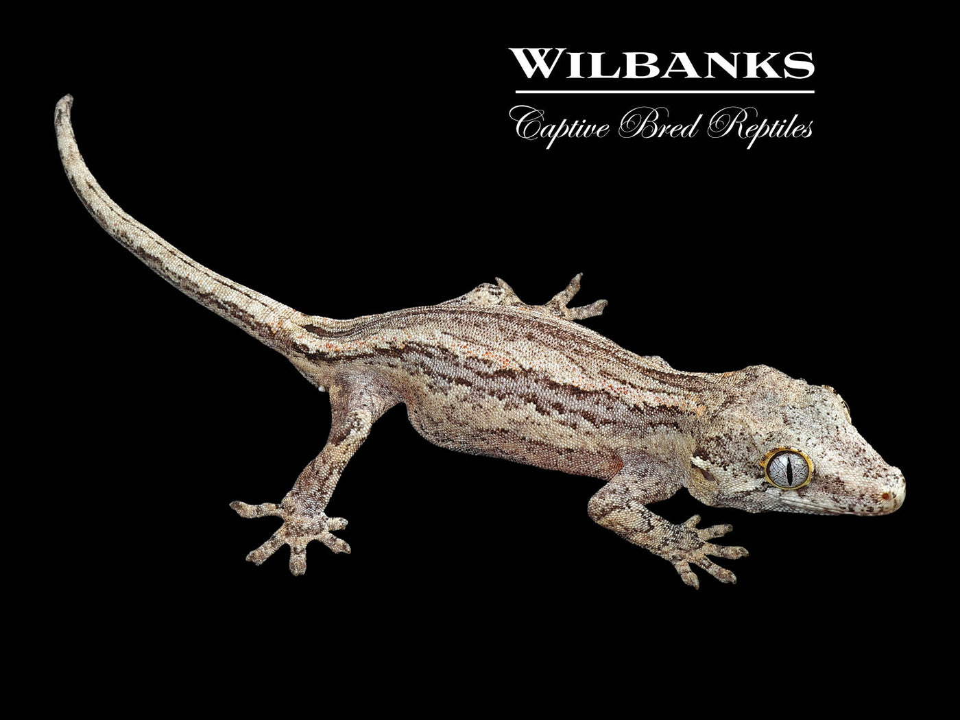 Striped Gargoyle Gecko '24