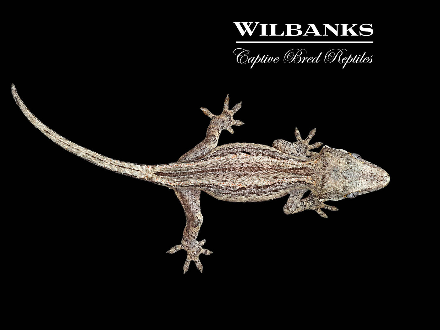 Striped Gargoyle Gecko '24