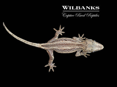 Striped Gargoyle Gecko '24