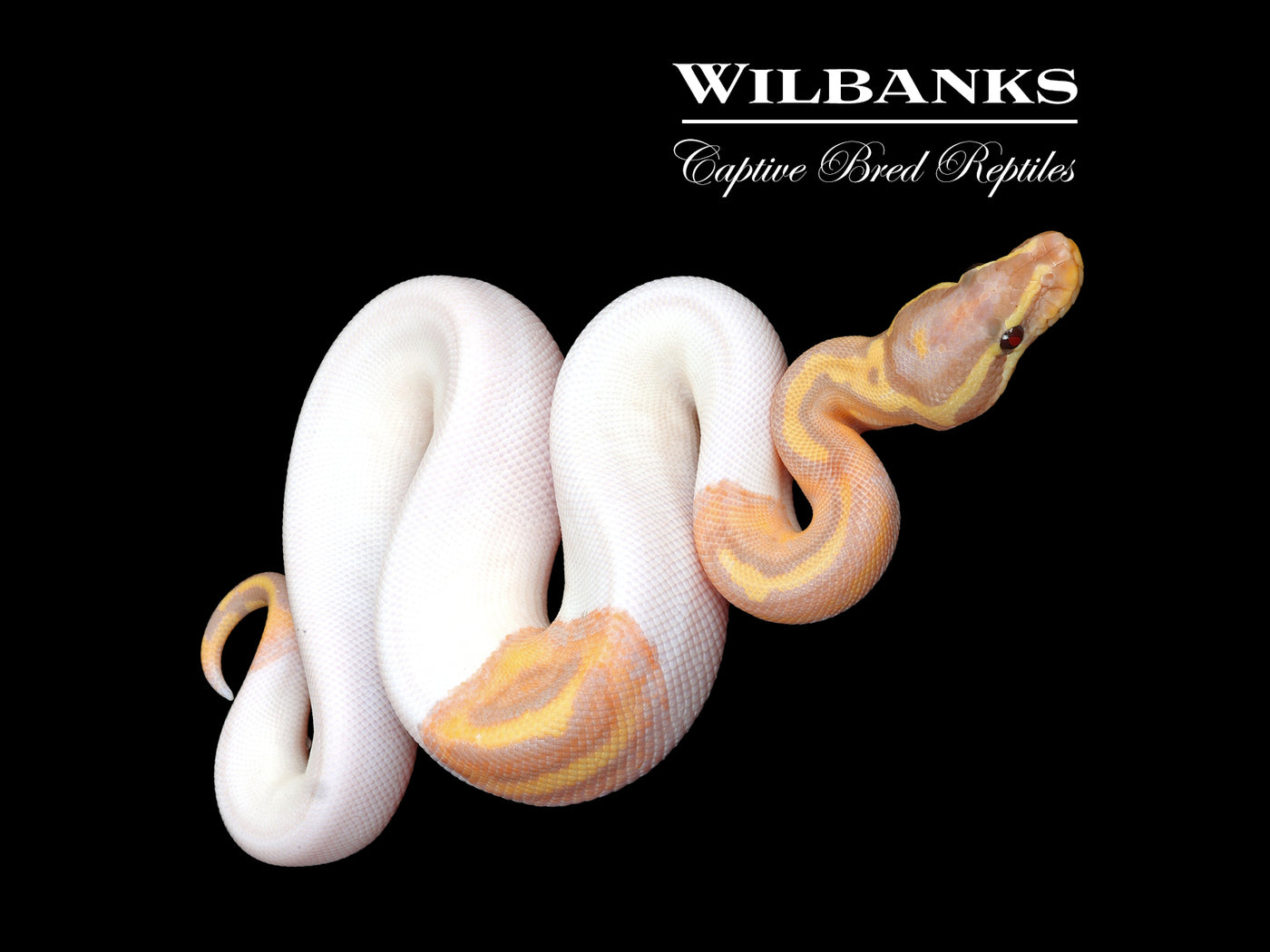 Banana Pied Ball Python ♂ '25