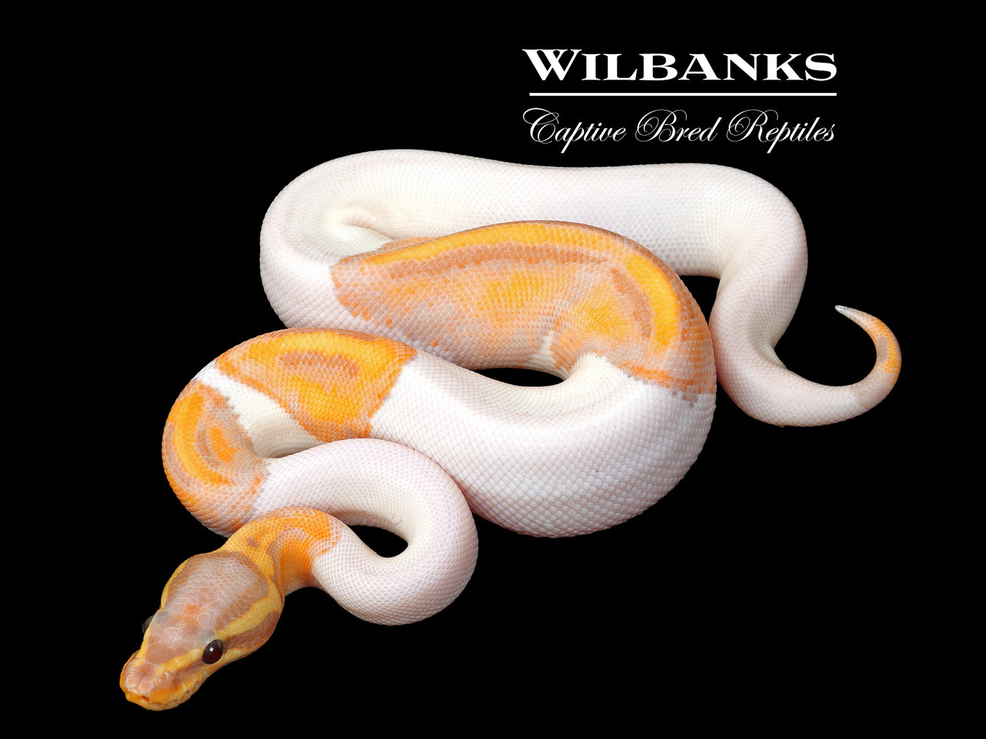 Banana Pied Ball Python ♂ '25