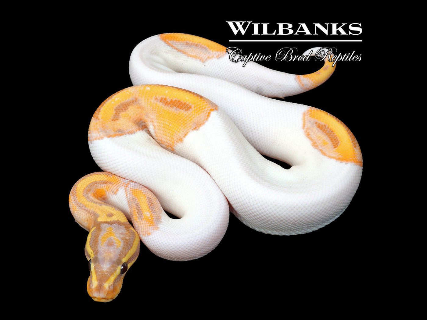 Banana Pied Ball Python ♂ '25
